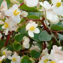 Begonia x semperflorens 'Stara blanc'